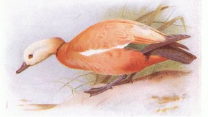 キョウジョシギ